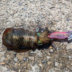 今週もエギング